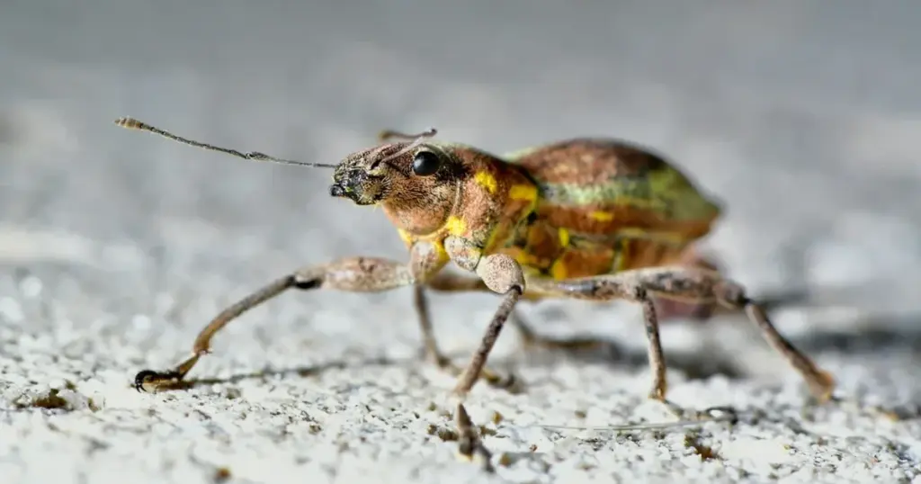 Insektinvasion i Buenos Aires: Hvilke mystiske kryb har overtaget altanerne, og hvornår forsvinder de igen? - image 1