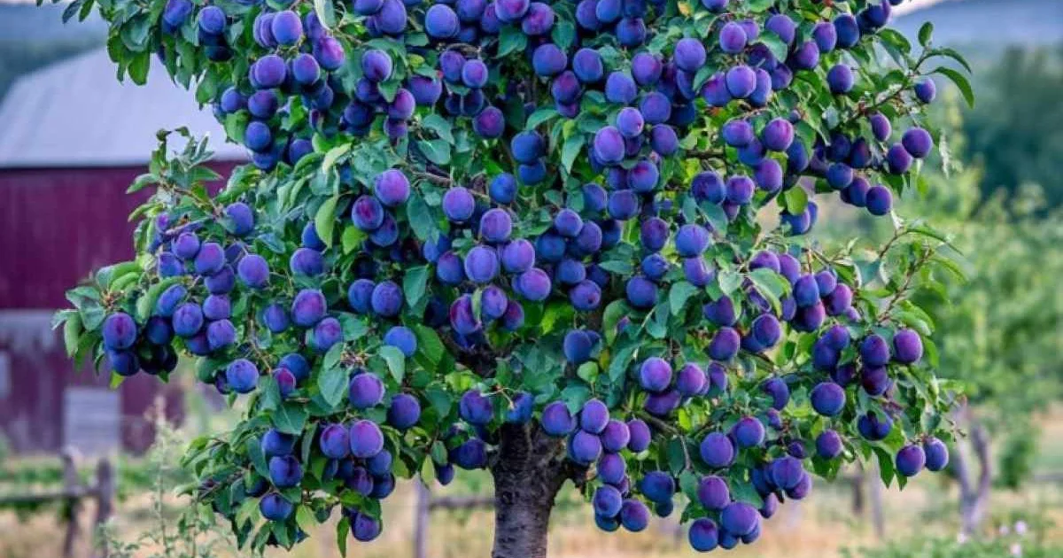 Det Ideelle Frugttræ til Små Haver: Høst Søde Blommer Uden Meget Plads! - image 3