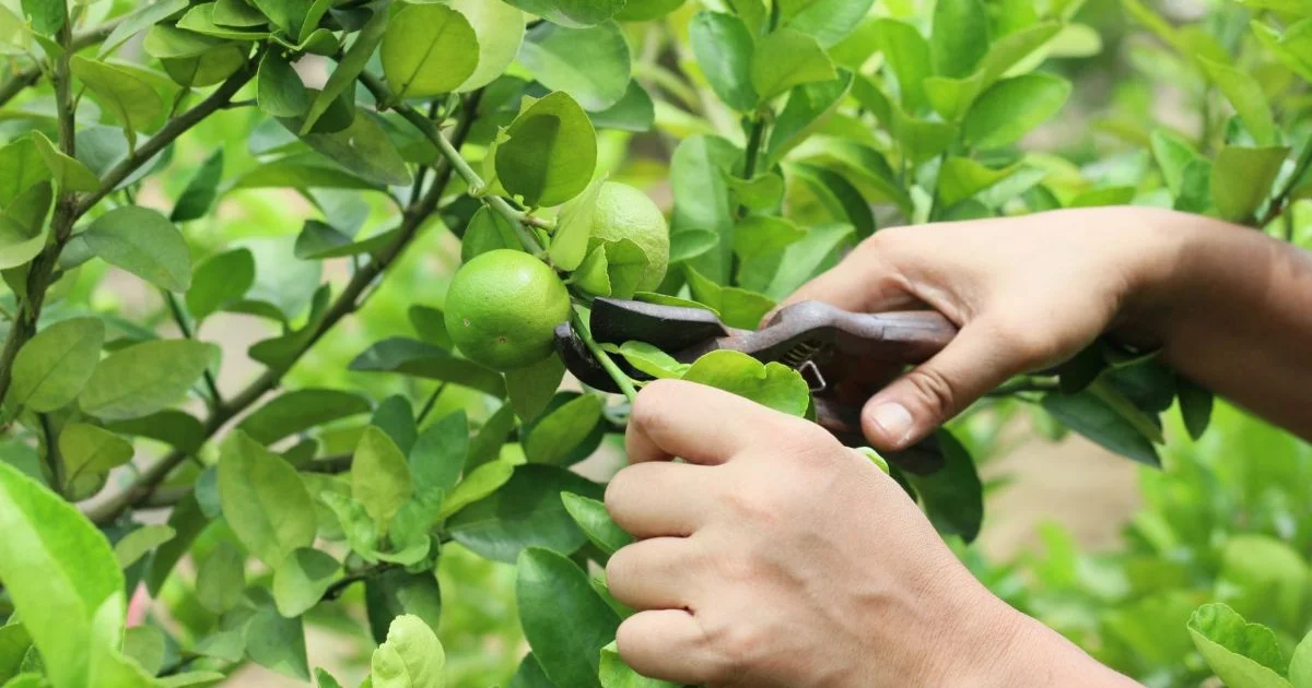 Krøllede blade på dit appelsintræ? Forstå årsagerne og red din plante! - image 3