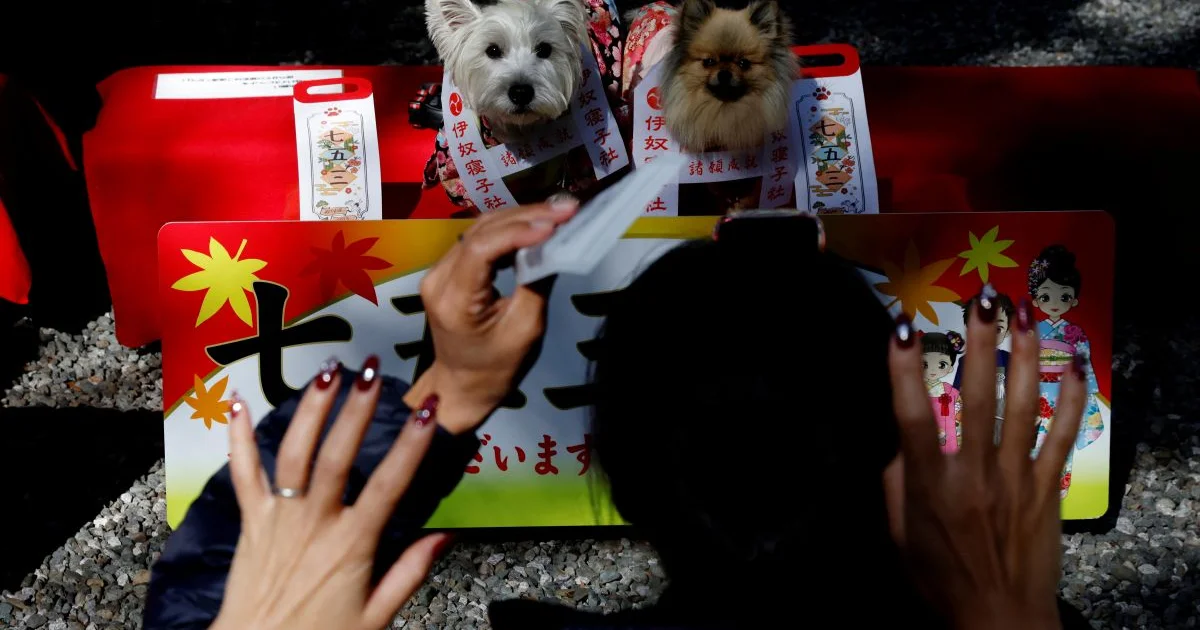 Japans nye tradition: Når børnene mangler, træder hundene til i ældgamle ritualer - image 3