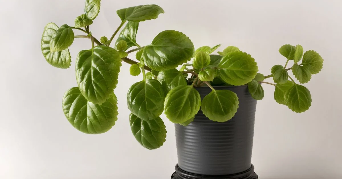 Den Magiske Pengeplante: Blomstrer Året Rundt og Tiltrækker Velstand til Dit Hjem! - image 2