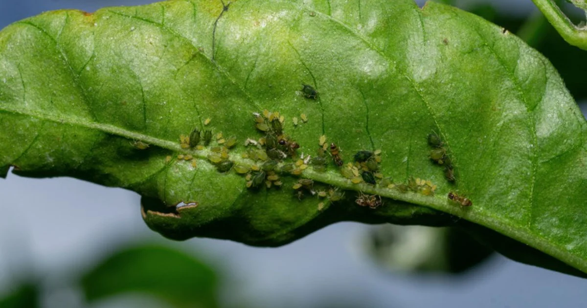 Krøllede blade på dit appelsintræ? Forstå årsagerne og red din plante! - image 2