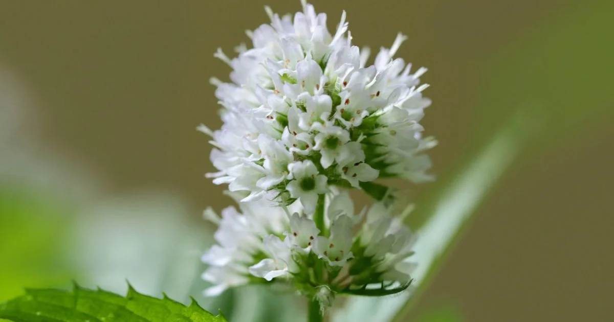 Blomstrer din mynte? Her er, hvad Feng Shui afslører om energien i dit hjem! - image 2