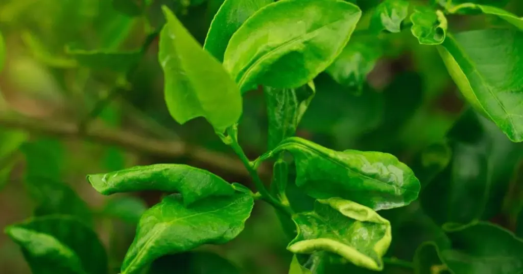 Krøllede blade på dit appelsintræ? Forstå årsagerne og red din plante! - image 1