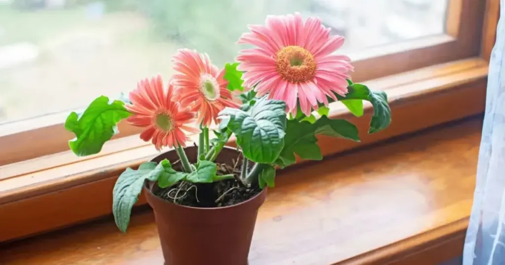 Gerbera: Den Fantastiske Blomst, der Blomstrer 365 Dage om Året – Perfekt til Potten! - image 1
