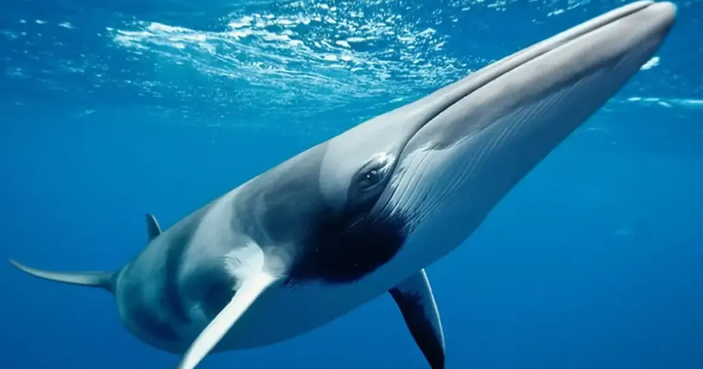 Seihvalens Mirakuløse Tilbagekomst: Et Håbets Tegn for en Truet Gigant i Havet - image 1