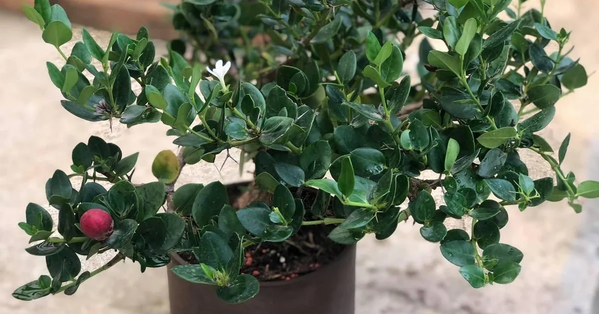 Det Ideelle Frugttræ til Små Haver: Høst Søde Blommer Uden Meget Plads! - image 2