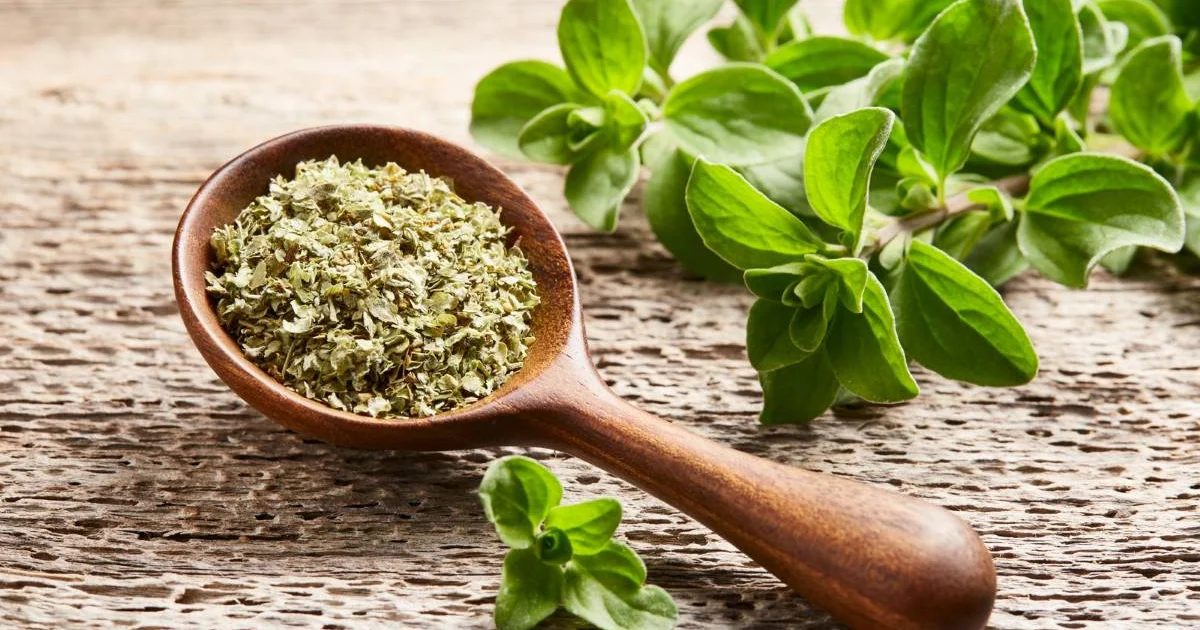 Oregano i afløbet? Opdag den smarte trick mod dårlig lugt og bakterier! - image 2