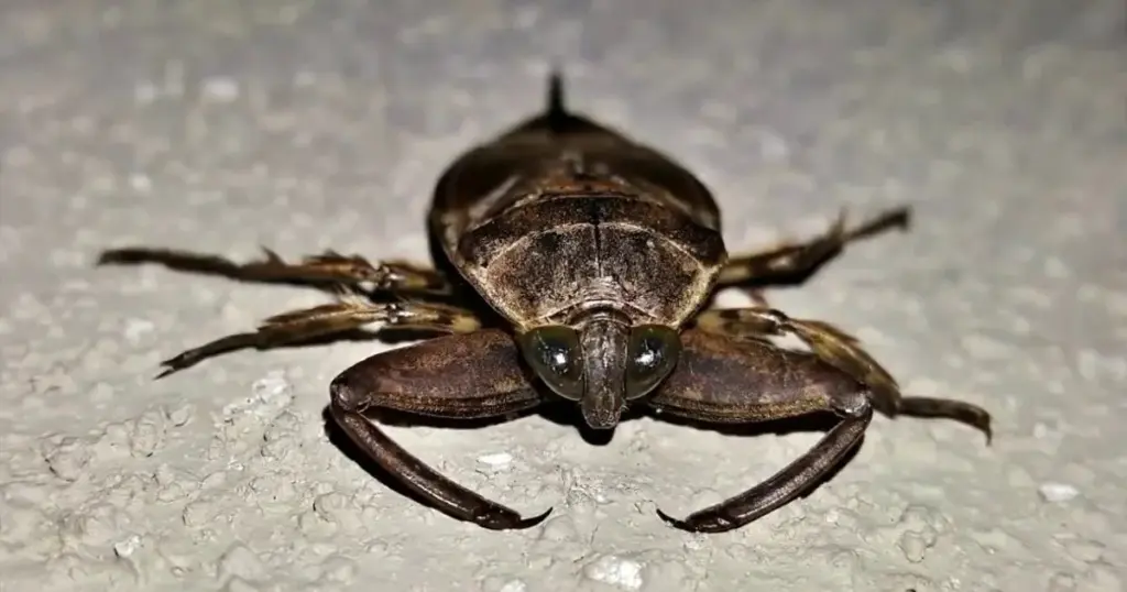 Insektinvasion i Buenos Aires: Hvad er disse mystiske væsner, der oversvømmer balkonerne, og hvornår forsvinder de? - image 1