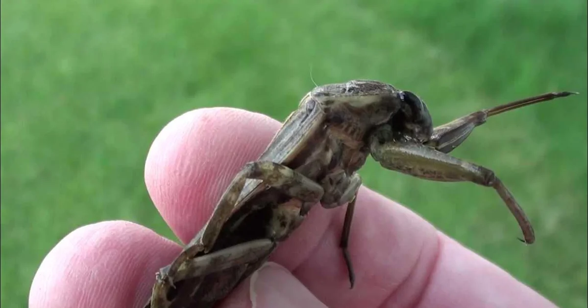 Insektinvasion i Buenos Aires: Hvad er disse mystiske væsner, der oversvømmer balkonerne, og hvornår forsvinder de? - image 2