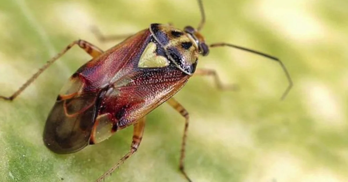 Insektinvasion i Buenos Aires: Hvad er disse mystiske væsner, der oversvømmer balkonerne, og hvornår forsvinder de? - image 4