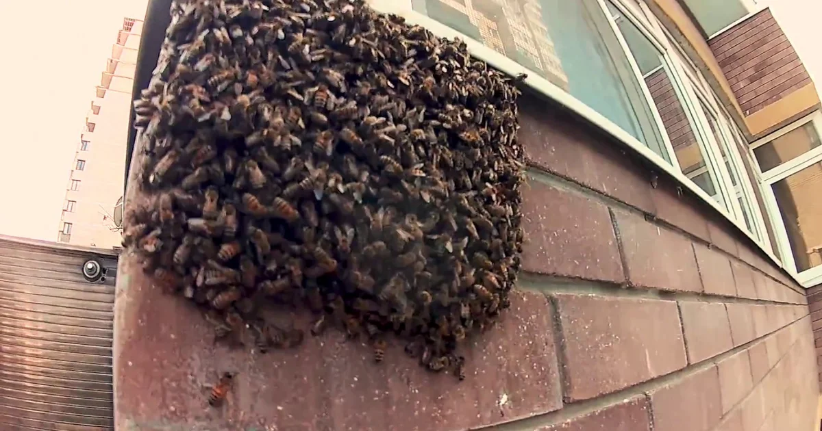 Bier i hjemmet: Mere end bare insekter – Hvad betyder det, og hvorfor skal du reagere? - image 3