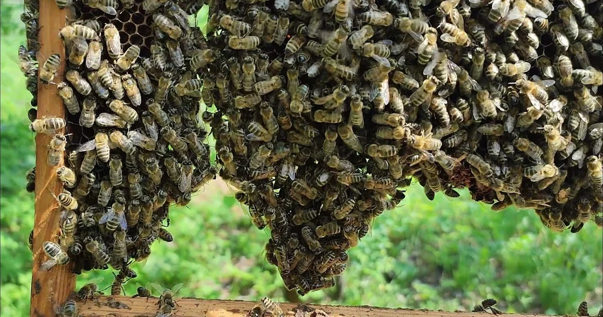 Bier i hjemmet: Mere end bare insekter – Hvad betyder det, og hvorfor skal du reagere? - image 2