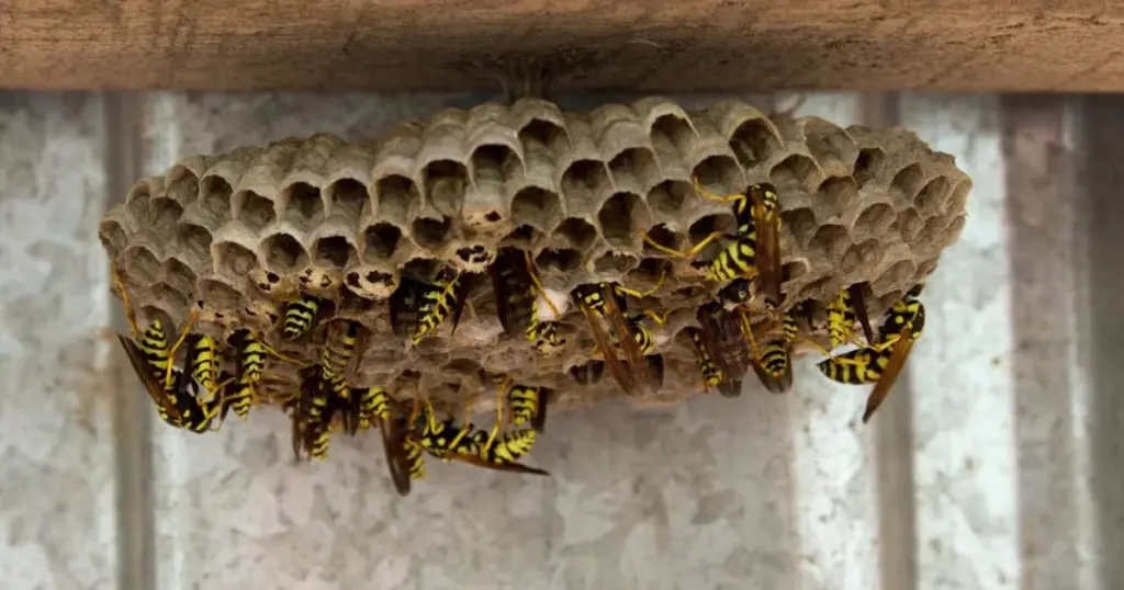 Bier i hjemmet: Mere end bare insekter – Hvad betyder det, og hvorfor skal du reagere? - image 1