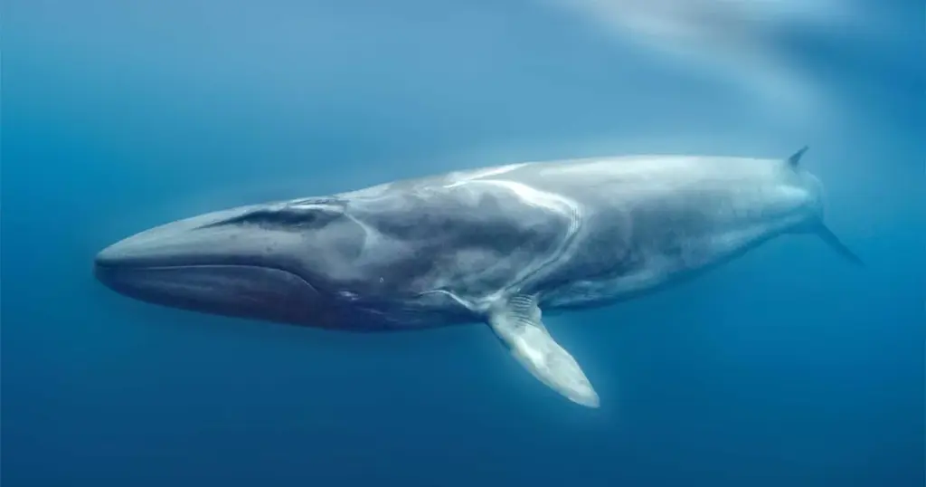 Et Håbets Tegn: Sejvalens Mirakuløse Tilbagekomst til Argentinas Kyst - image 4