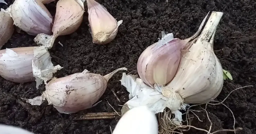 Få en tidlig hvidløgshøst: Sådan planter du dem i potter i december! - image 1