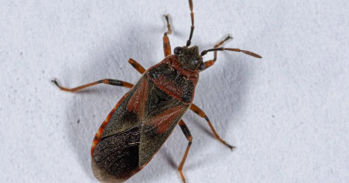 Insektinvasion i Buenos Aires: Hvad er disse mystiske væsner, der oversvømmer balkonerne, og hvornår forsvinder de? - image 3