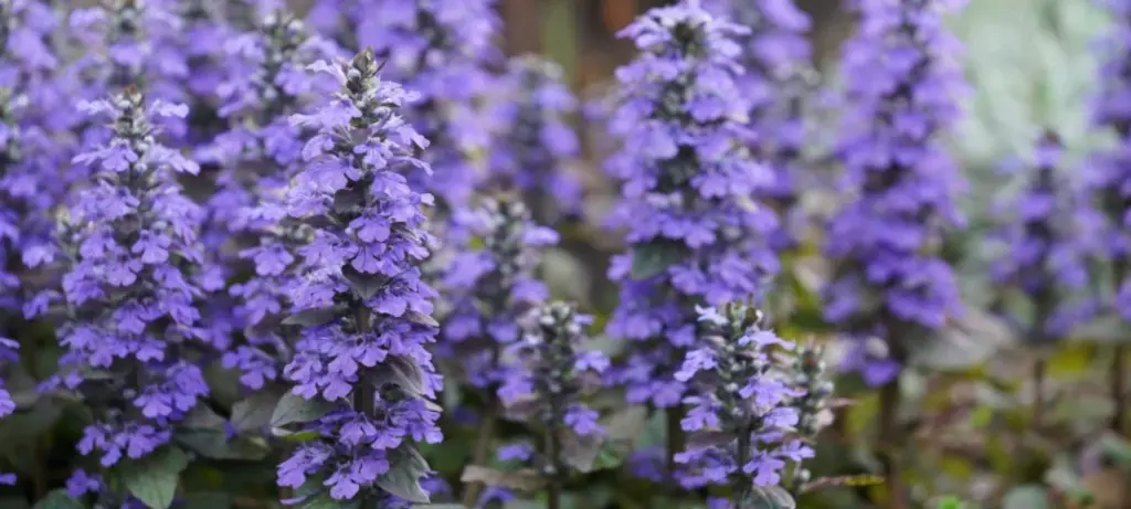 Den blå staude, som bier elsker: Derfor fortjener Corydalis 'Spinners' en plads i haven