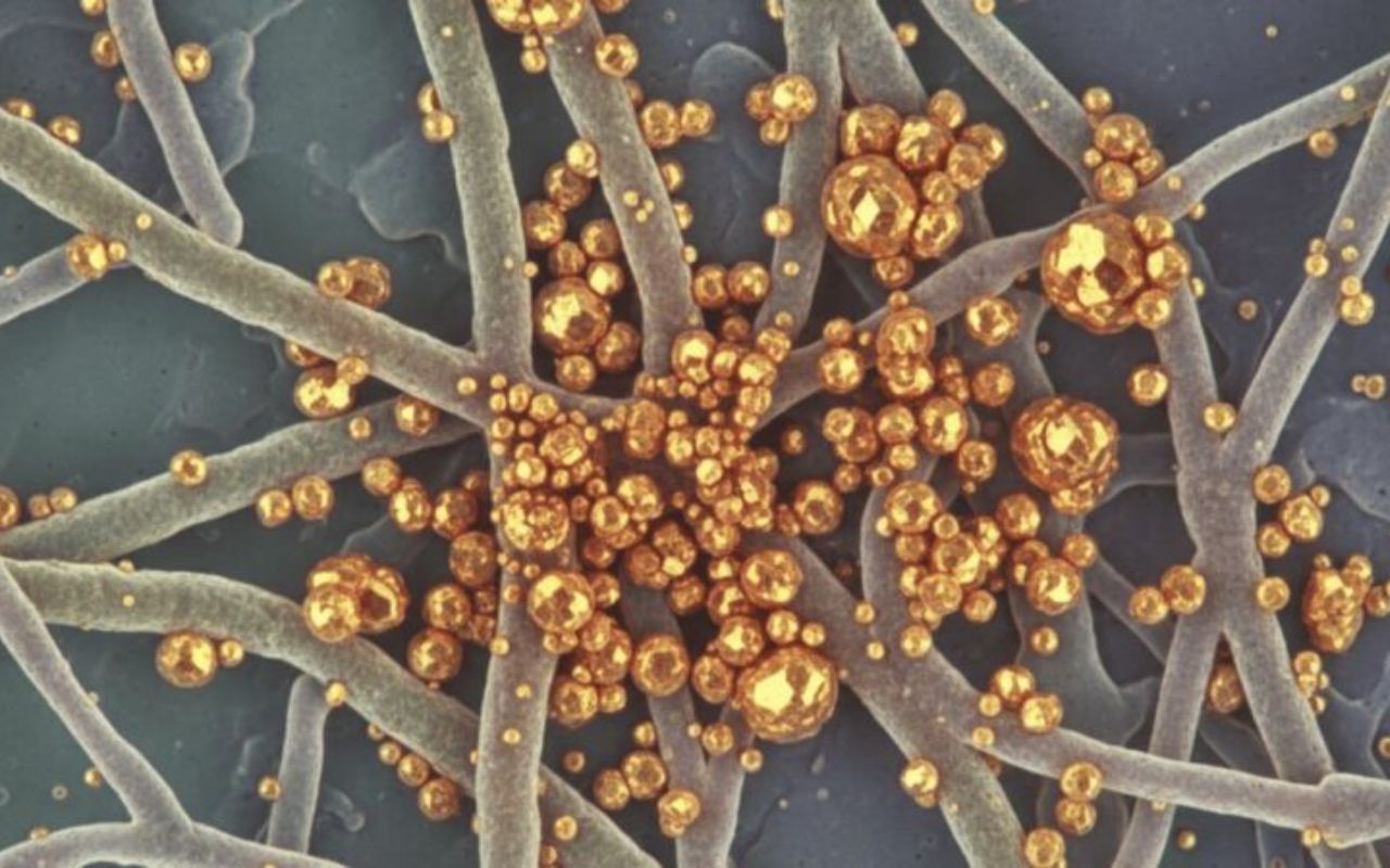 Svampen Fusarium oxysporum kan ændre fremtidens guldudvinding