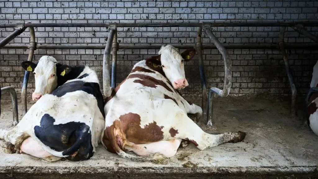 Nye krav i 2026: Sådan reducerer landmanden kvælstofudledningen med 10 procent
