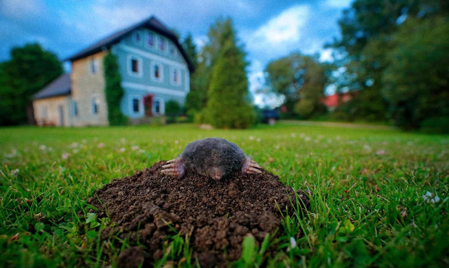 Muldvarpen på plænen er ikke fjenden – én fejl kan ødelægge dens skjulte hjælp