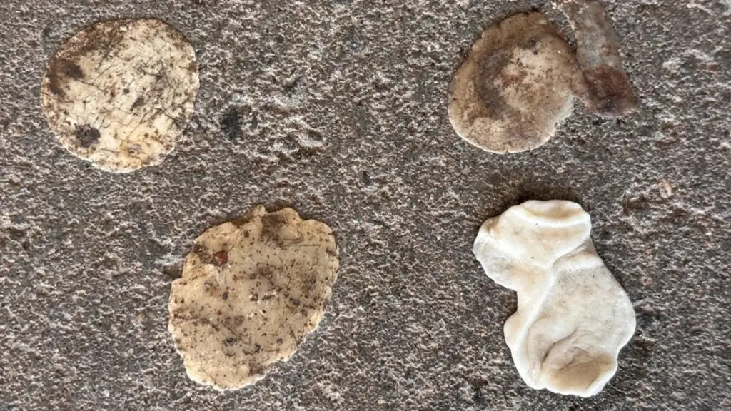 Tyggegummi er plastik: Sådan fjerner du genstridige pletter på 2 minutter